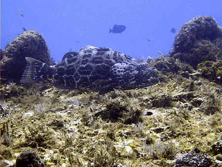 Cozumel Grouper